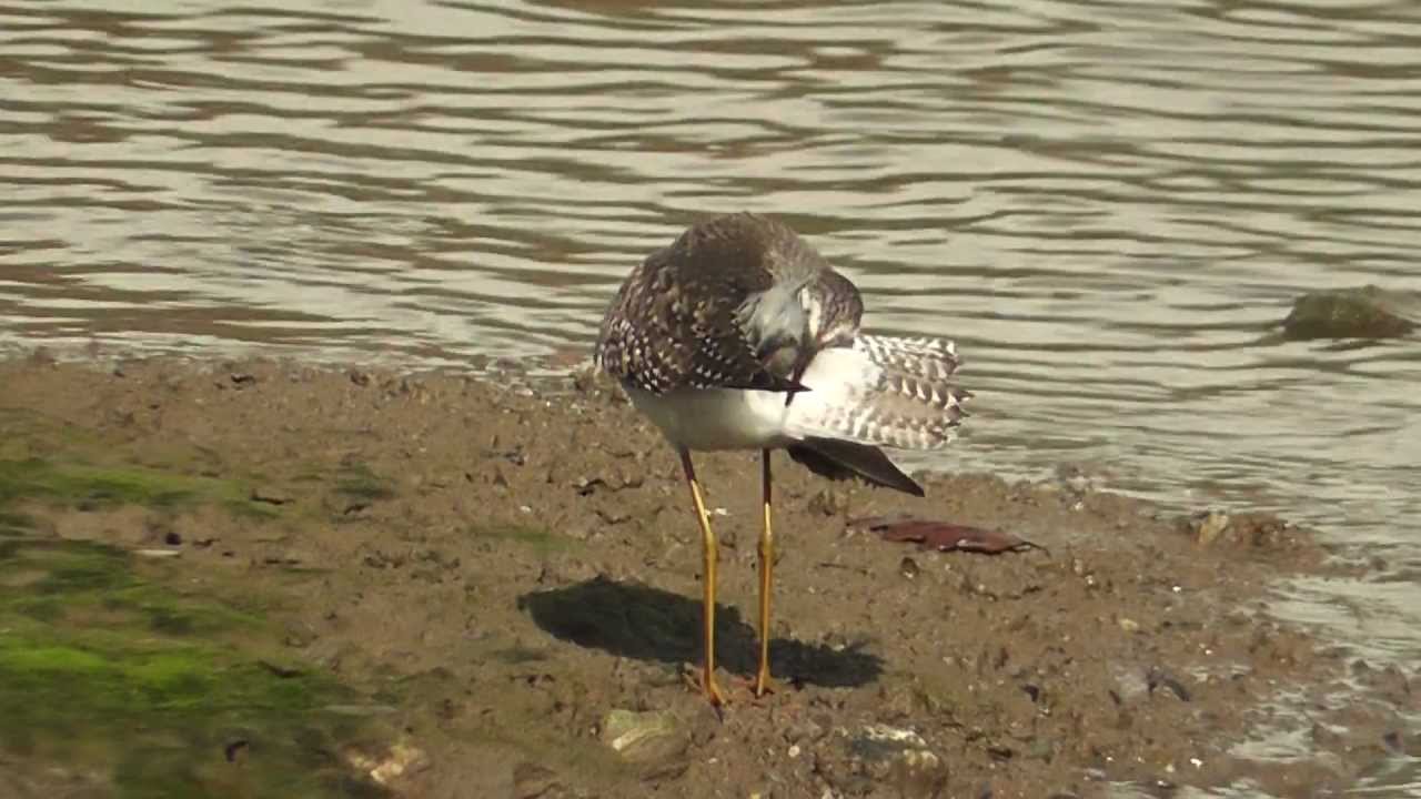 Lesser Yellowlegs. St Clements.Truro. Cornwall 23/9/2011 YouTube