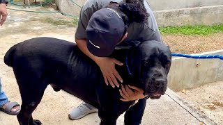 GENTLE GIANT DOG BREEDS That Are Both Beautiful And Loving! Ma I-In-Love ka Talaga sa Kanila!