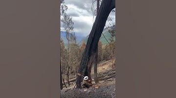 Cedar almost got me. #chainsaw #logging #california #dixiefire #timber #logger #norcal