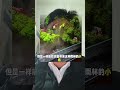 直接把“森系氧吧”搬回家！！！#鱼缸造景   #解压神器  #治愈神器   #魔都胖叔雨林缸造景 @魔都胖叔雨林缸造景
