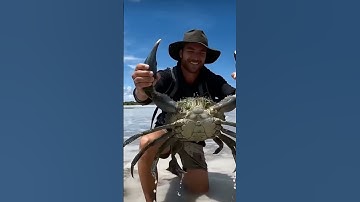 GIANT MUDCRAB barehanded catch for ISLAND SURVIVAL