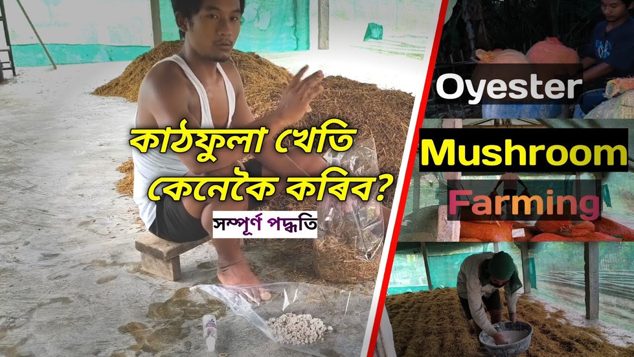 How To Cultivate Oyester Mushroom!!🍄🍄 কাঠফুলা খেতি কেনেকৈ কৰিব? मशरूम की खेती कैसे करें!! 