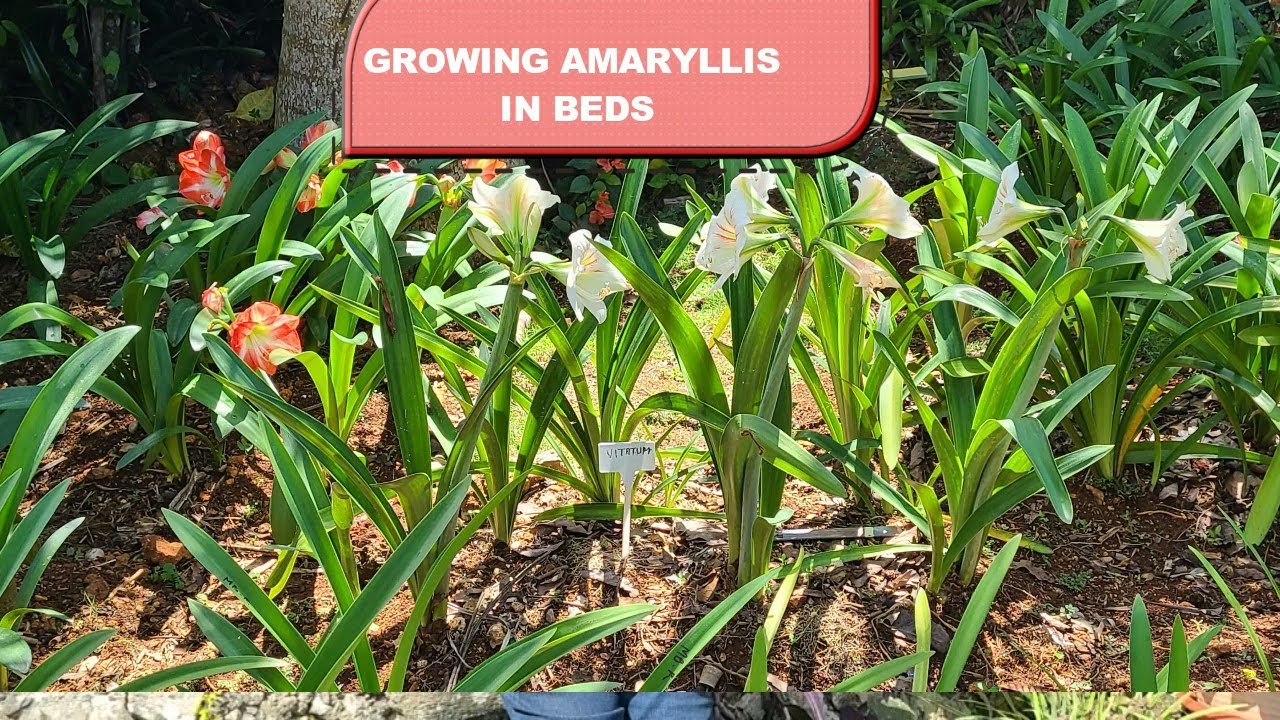 Growing Amaryllis in Beds in Warmer Climates