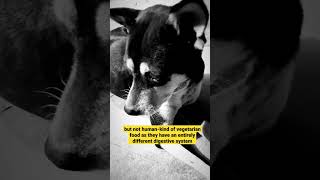 Interesting animal facts in Malayalam! Can Dogs Be Vegan/Vegetarian? Malayalam science fact channel!