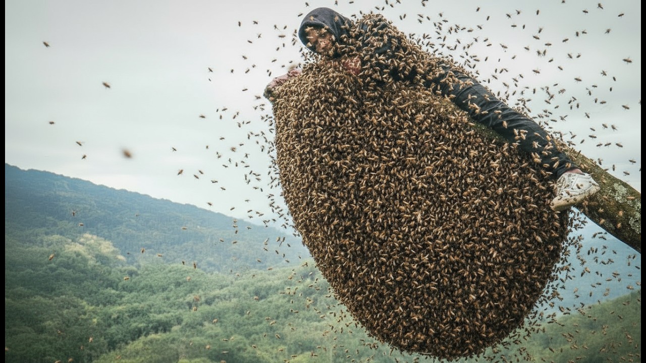 Dangerous Forest Honey Harvest – Climbing Giant Beehives