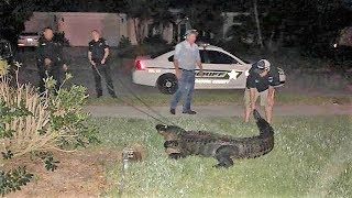 Strangest Things Youll Only See In Florida