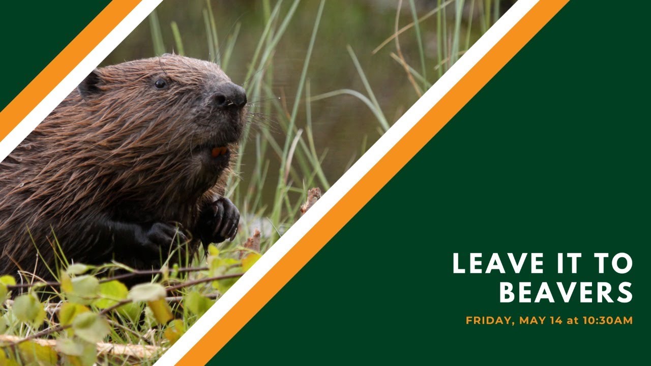 Leave it to Beavers YouTube