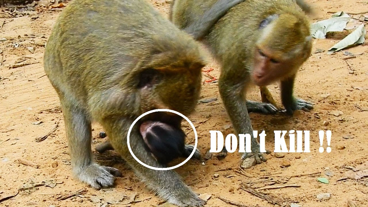 hiring at cafe javas Sadly Baby Danaila Scare Mom and Jill Hiting Why Mom & Jill Doing This On Baby Dalaila