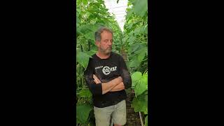 Komkommerteelt aan de hoge draad