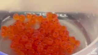 MN Trout in the Classroom Egg Delivery