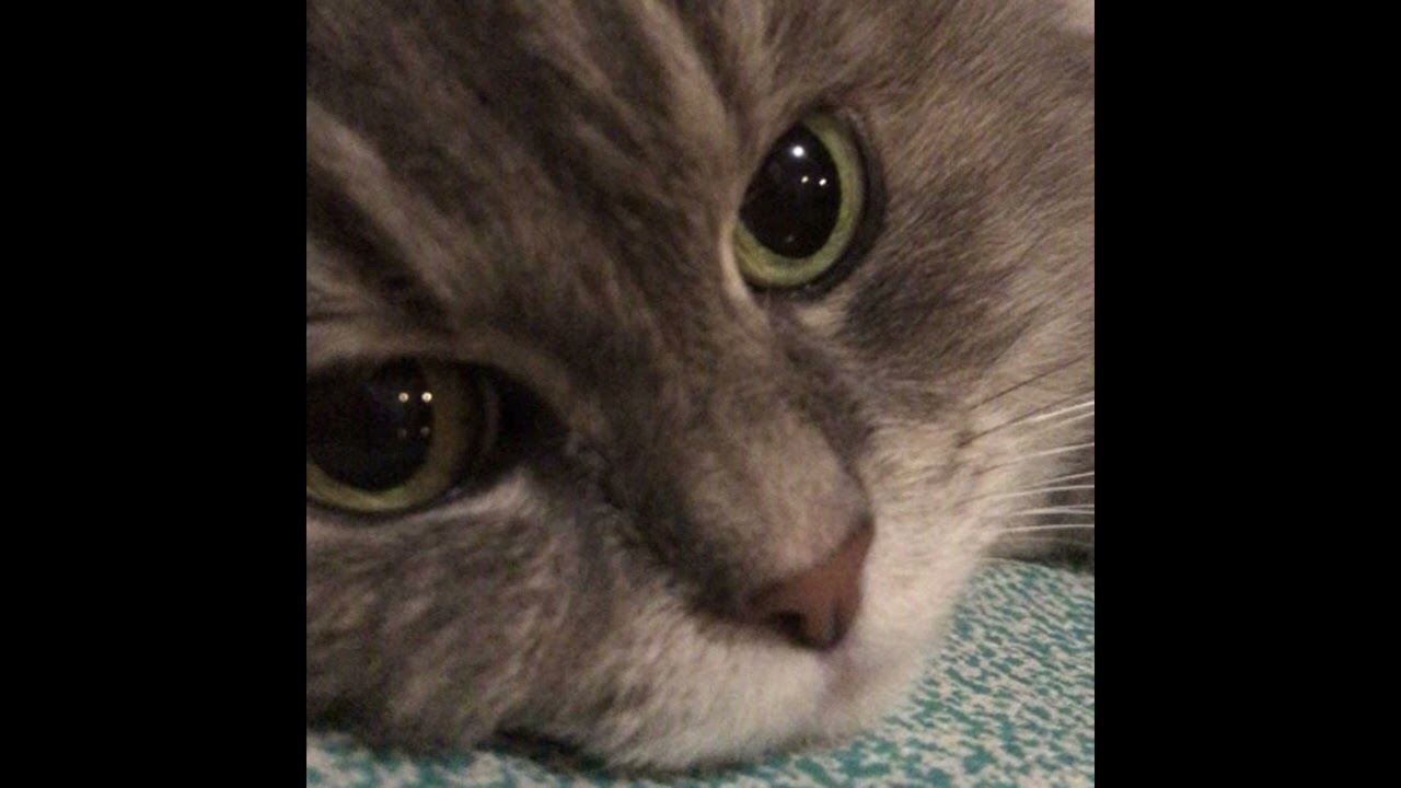 ты похож на кота [cheezus flip]