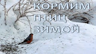 Кормим птиц зимой. Простая кормушка для птиц из бутылки.