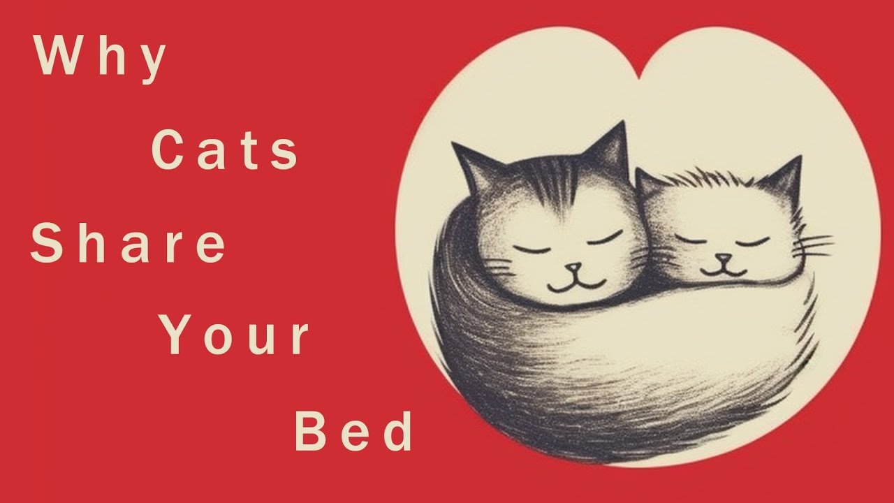 Ever Wondered Why Your Cat Loves Sleeping With You? Discover These 6