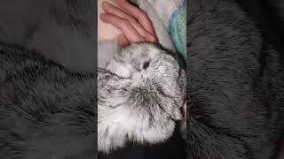 #yutubeshorts #cute #cuterabbit #rabbit #kpop #psy #gentleman #music #mycuterabbit #subscribe