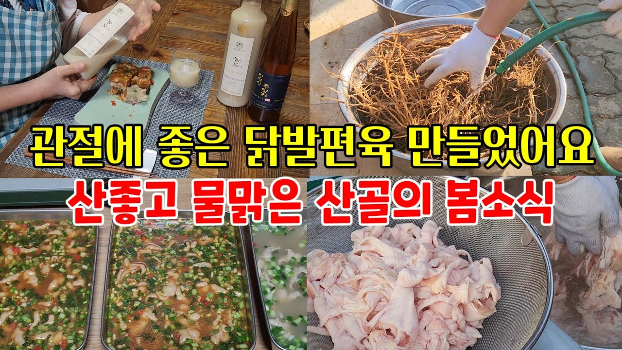 관절에 좋은 우슬캐서 매콤한 닭발편육 만들었어요~ 울산의 명주 간월산 주양가 막걸리 소개합니다~ @심심산방