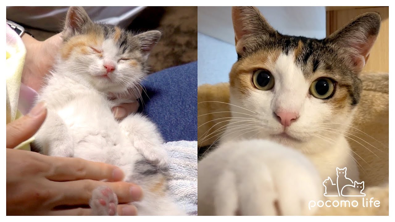 小さな子猫だったもこたんも２歳になりました！人気動画を見ながら成長を振り返る！