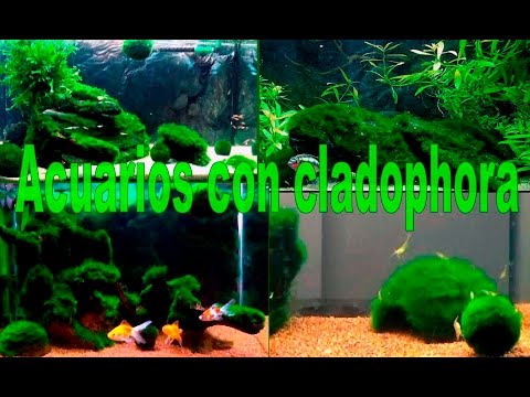 Video: Cladophora en el acuario: mantenimiento, reproducción y métodos de control