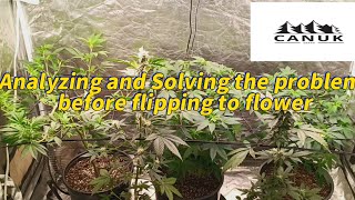 (Beginner Grower) ViparSpectra P1000 2×4 grow