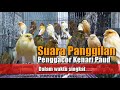 Suara panggilan Penggacor kenari paud Dalam waktu singkat