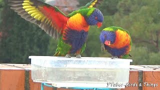 Rainbow Lorikeet Courtship Display