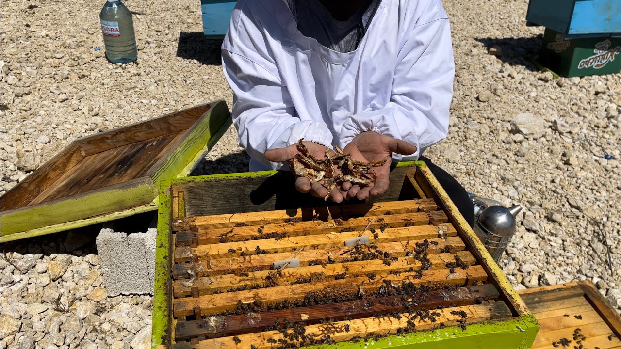 Shikoni cfare i kane bere limonit ,🙉🙉🙉Look what they have done to the lemon16.04.2023