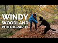 Windy Woodland Photography