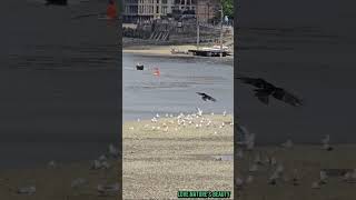 #birds #riverthames #sanctuary #nature #animals #soundofnature #satisfying #lovenaturesbeauty #3