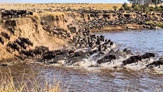 Epic Mara River Crossing — Wildebeest and Zebras on the Move