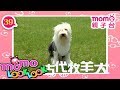 LOOK LOOK 39 古代牧羊犬 歌 M O M O 歡樂谷S3 兒歌 童謠 邊聽音樂邊學習 認識職業 工具車 動物 猜一猜 學齡幼兒 認知學習 親子台 官方版 Momokids LOOK LOOK 39 古代牧羊犬 歌 M O M O 歡樂谷S3 兒歌 童謠 邊聽音樂邊學習 認識職業 工具車 動物 猜一猜 學齡幼兒 認知學習 親子台 官方版 Momokids