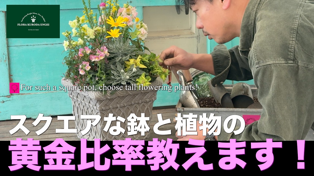【スクエアな鉢と植物の】黄金比率教えます！「冬のガーデニング」-フローラ黒田園芸- #ガーデニング #園芸 #寄せ植え #フローラ黒田園芸 #黒田園芸 #黒田健太郎 