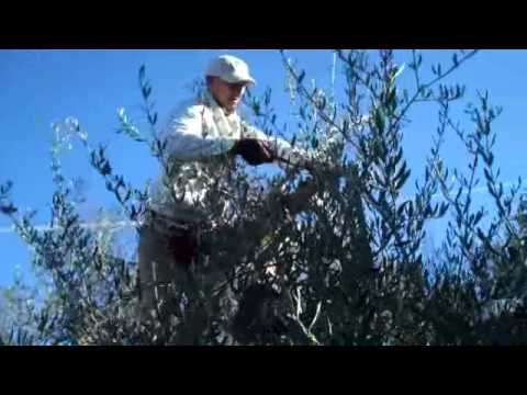 Pruning the olives, 14 December 2010