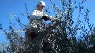 Pruning the olives, 14 December 2010