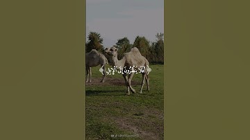 أفلا ينظرون إلي الإبل 💙🎧 | صوت من خارج الدنيا | هزاع البلوشي | سورة الغاشية