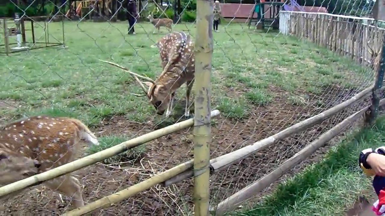Penangkaran Rusa Bandung | Taman Uncal Pengalengan - YouTube