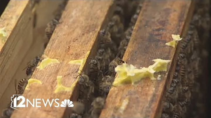 1 dead, 2 hurt after bee attack in Scottsdale