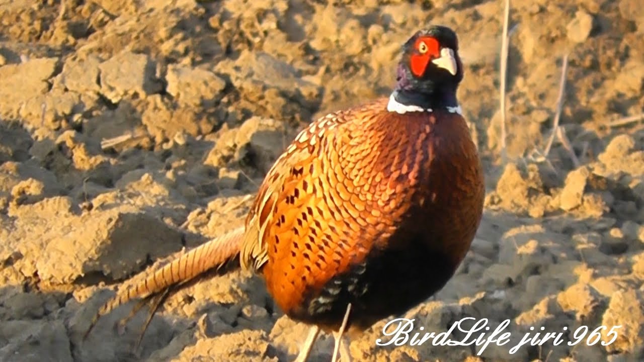 Bažant obecný (Phasianus colchicus)-Fasan-Common Pheasant 