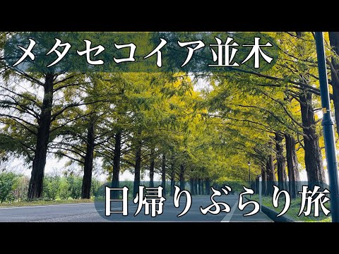 【滋賀】日帰りぶらり旅〜メタセコイア並木【高島】
