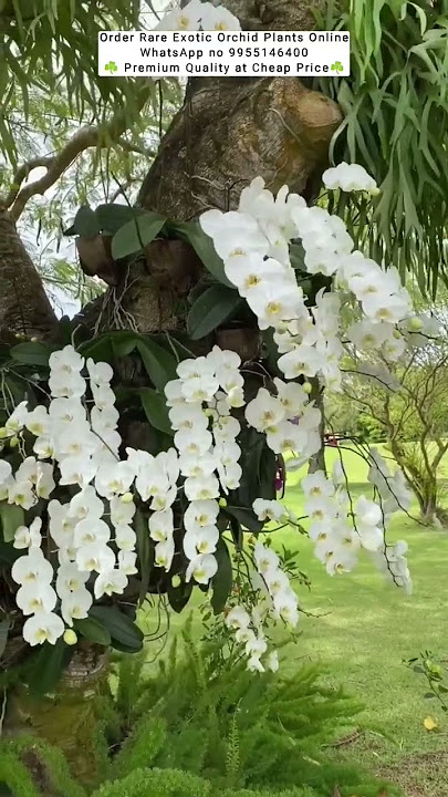 buy Rare Orchid Plants Online #orchidcare #flowers #plants #garden #orchid #gardening #indoorplant