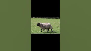 🐑 SHEEP 🐑#SHEEP #SHORTS #SHORT #SHORTSSHEEP #SHORTSHEEP #SHEEPSHORTS #SHEEPSHORT #VIRAL #CUTESHEEP