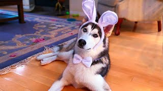 My Dogs Try The Egg Challenge – Difference Between Male and Female Husky!