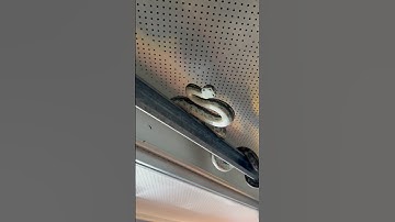 Defensive Coastal Carpet Python I had to remove from a garage door #snakevideo #python #snake #fyp