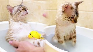 [Eight Diaries of Growth] Eight Cats are really not ordinary cats! Bathing is torture to other cats