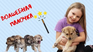 ВОЛШЕБНАЯ ПАЛОЧКА на 24 Часа! Алиса стала обладательницей волшебной палочки! Лисенок Алисенок