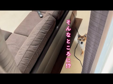 いるはずのない場所にママを見つけたときの反応が可愛すぎる柴犬