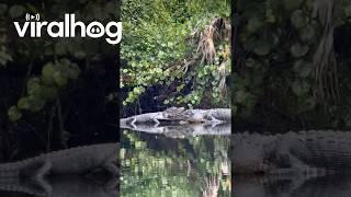 Florida Alligators Bruce and Bertha Share a Snuggle || ViralHog