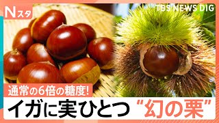 糖度6倍！イガに実ひとつ“幻の栗”通常の2倍以上の価格で取引も　今シーズンお得でおいしい秋の味覚は？【Nスタ解説】｜TBS NEWS DIG