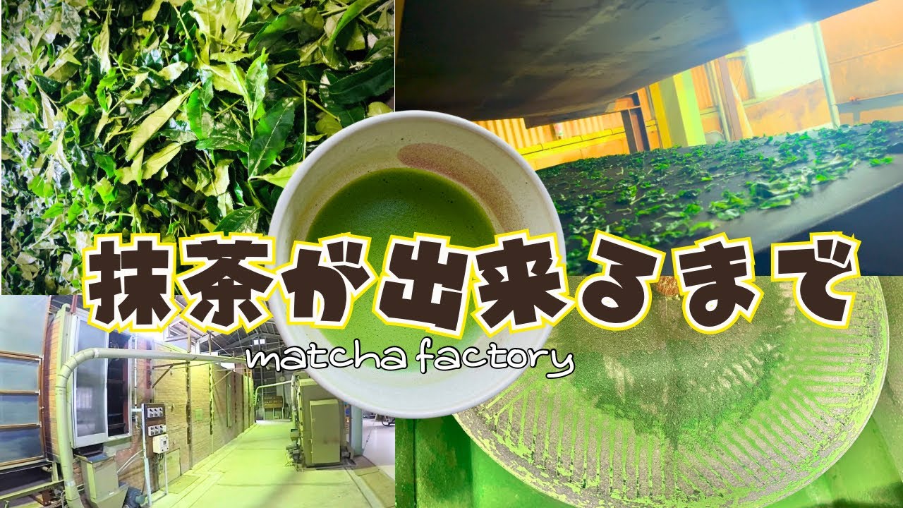 抹茶が出来るまで（碾茶）matcha factory （tencha）【日本茶基礎7
