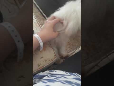 My maltese dog miss me after 3 days of staying in the hospital for threatened abortion. camera iphone 8 plus apk