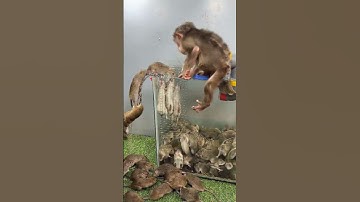 little monkey playing with mouse