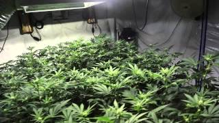 4,000 Watt Forum Cut Girl Scout Cookies Day 16 of Flower (Cookie Jar Grow)